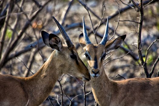 two blackfaced impala