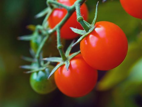 Red, ripe tomatoes still on the vine awaiting to be harvested.