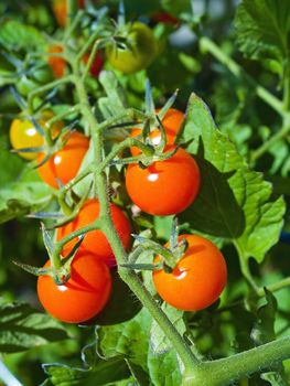 Red ripe tomatoes on the vine in full sunlight