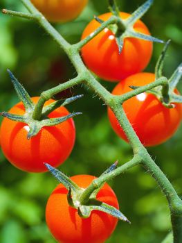 Red ripe tomatoes on the vine in full sunlight