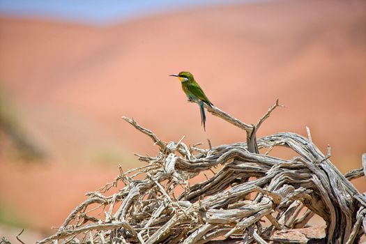 bee eater on a dead tree in namib naukluft national park namibia africa