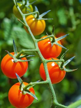 Red ripe tomatoes on the vine in full sunlight