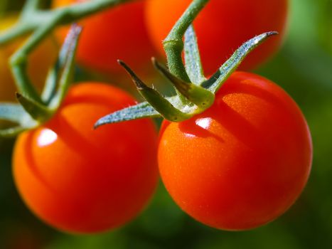 Red ripe tomatoes on the vine in full sunlight