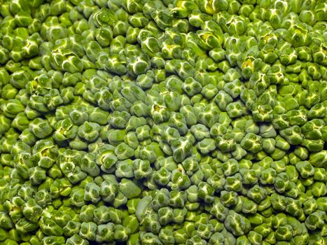 Fresh, Raw, Green Broccoli Macro Close Up Background