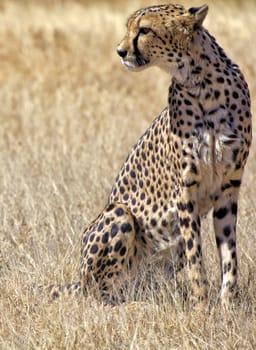 a cheetah in the grass at etosha national park namibia africa