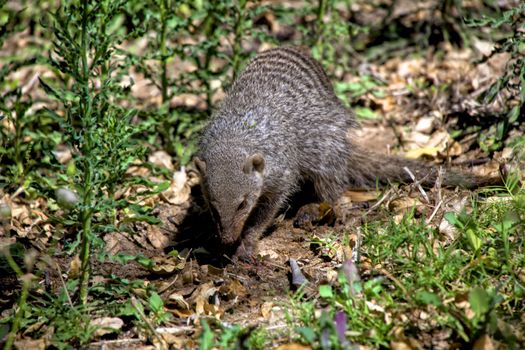 a banded mongoose in etosha national park namibia