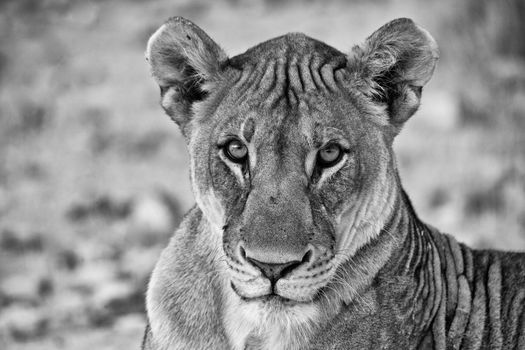 a  white and black face of a lion at etosha national park namibia africa