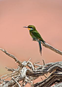 a bee eater on a dead tree in namib naukluft national park namibia africa