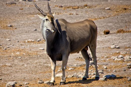 a big eland near a waterhole at etosha national park
