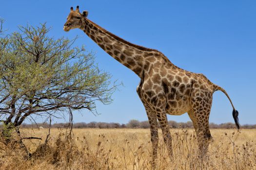 a big giraffe in etosha national park