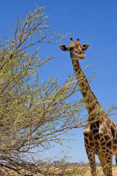 a big giraffe in etosha national park namibia africa