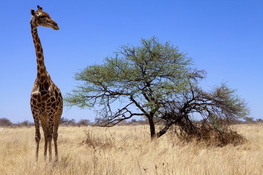 a big giraffe in etosha national park namibia