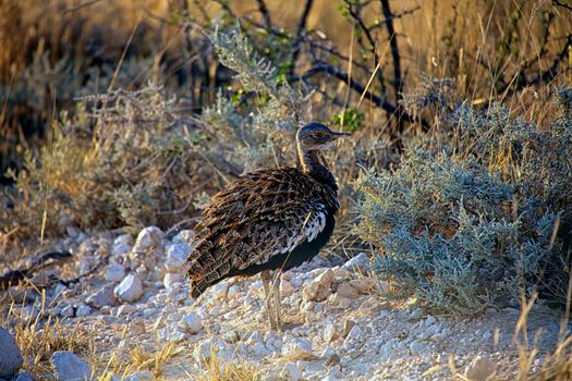 A bird in etosha national park Namibia