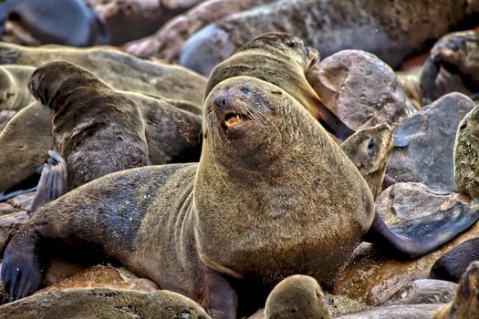 a big seal on the beach at cape cross seal reserve namibia africa