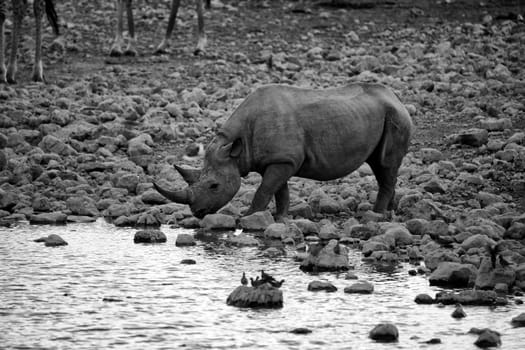 a black rhinocerios drinking water in etosha national park