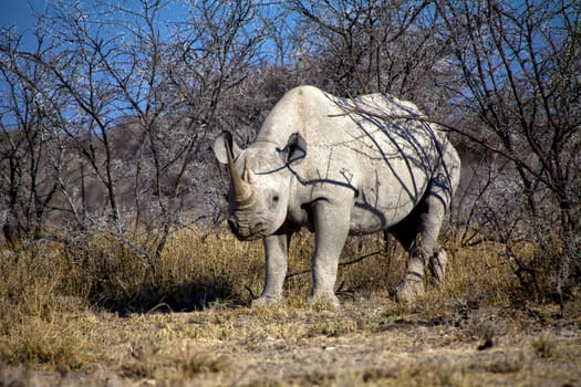 a black rhinoceros in etosha national park namibia africa