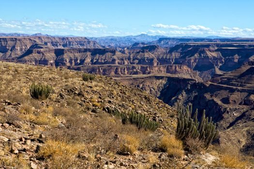 a cactus in front of the fish river canyon south namibia africa