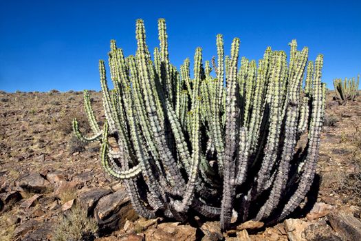 a cactus in the fish river canyon south namibia