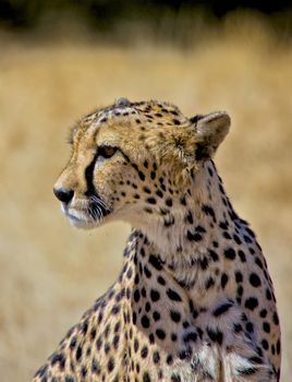 a cheetah in etosha national park namibia