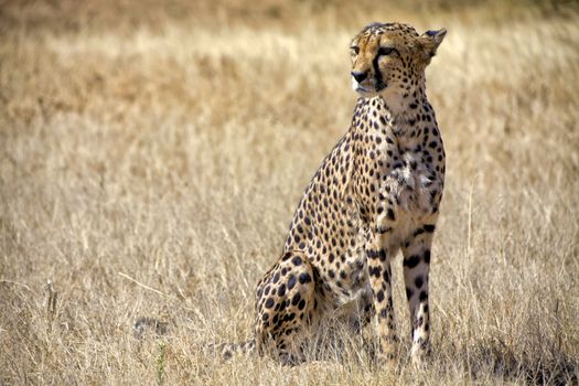 a cheetah in the grass at etosha national park namibia 