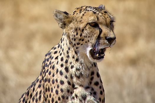 a cheetah screaming in etosha national park namibia africa