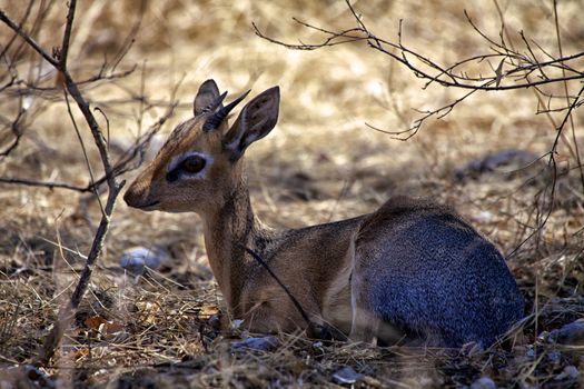 a damara dik-dik in etosha national park 