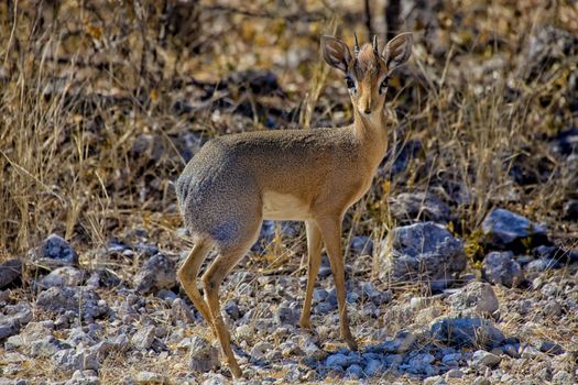 a damara dik-dik in etosha national park namibia