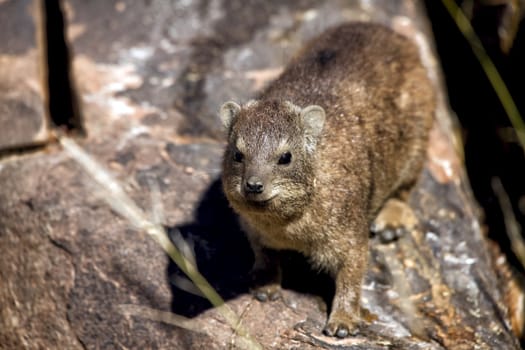 a dassie rock at quiver tree forest namibia africa