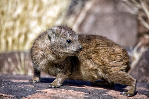 a dassie rock at quiver tree forest namibia