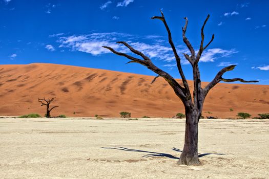 a dead tree in deadvlei namib naukluft park namibia africa west