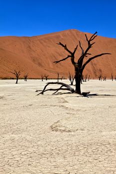 a dead tree in deadvlei namib naukluft park namibia