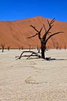a dead tree in deadvlei namib naukluft park namibia africa