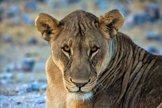 a face of a lion at etosha national park namibia africa