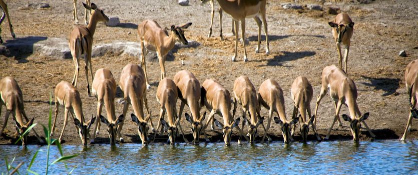 a group of blackfaced impala drinking in a waterhole at etosha national park namibia