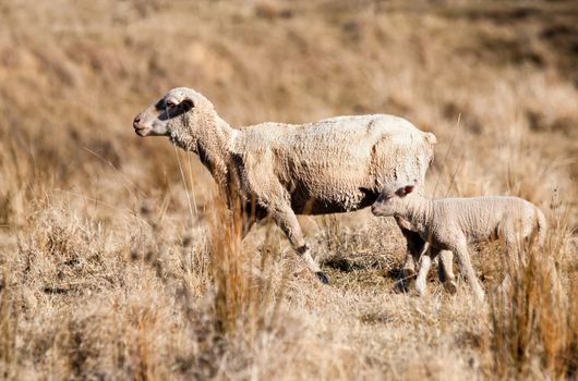 mother ewe and lamb sheep in drought in australia