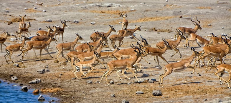 a group of blackfaced impala running away at etosha national park namibia africa