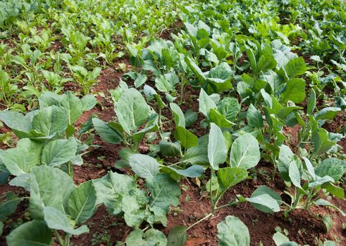 organic vegetables growing in this permaculture garden