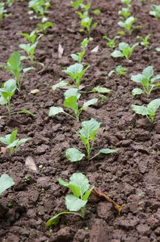 organic vegetables growing in this permaculture garden