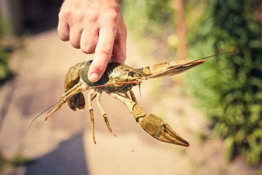 The crawfish in hand near the river.