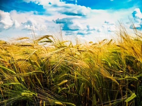 A wheat with shining golden ears in a sunny day