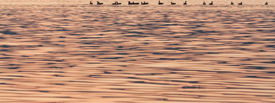 Loons swim across golden waters at sunset