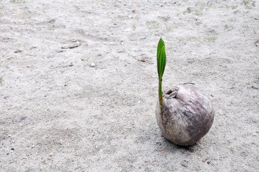 Sprout of coconut tree 
