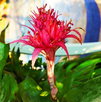 Pineapple flowers blooming in the garden