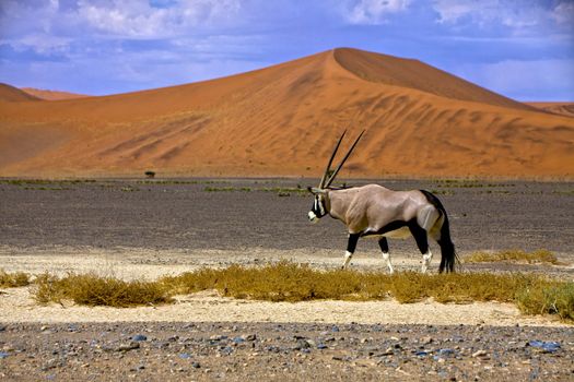 an oryx in front of a large dune in the namib naukluft park near sossusvlei namibia africa