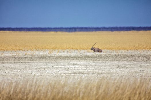 an oryx in the etosha pan namibia