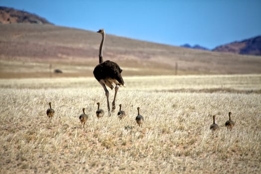 an ostrich and his cubs near luderitz sperrgebiet national park namibia africa