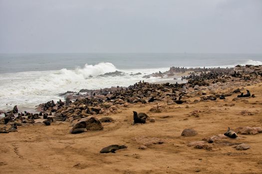 colony of seal on the beach at cape cross seal reserve namibia africa