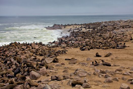 colony of seal on the beach at cape cross seal reserve near the skeleton coast namibia