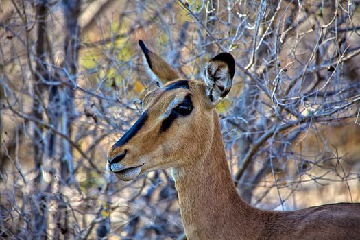 black-faced Impala close-up in etosha national park