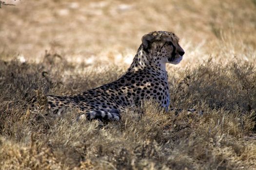 cheetah in the grass at etosha national park namibia 